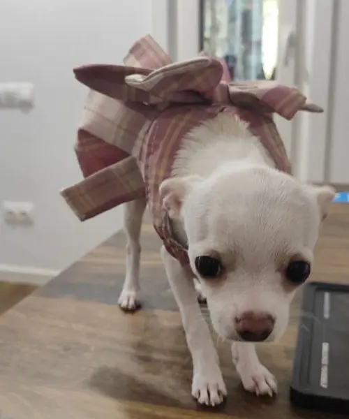 Cățel chihuahua îngrijit, cu fundiță