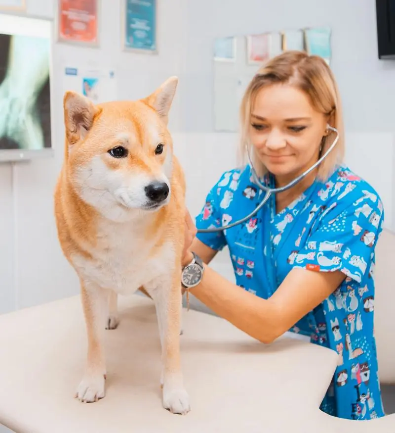 Vet listening to a Shiba Inu with a stethoscope