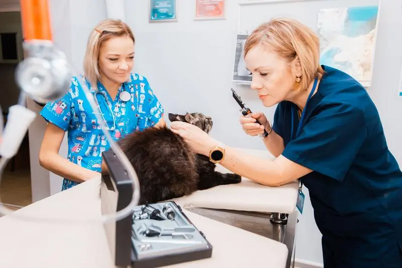 Două doctorițe examinând o pisică