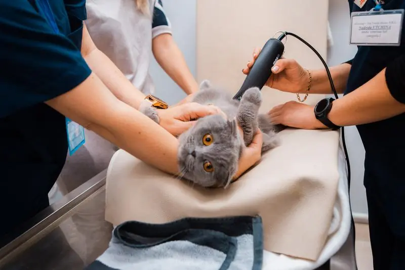 Obstetrică și urologie