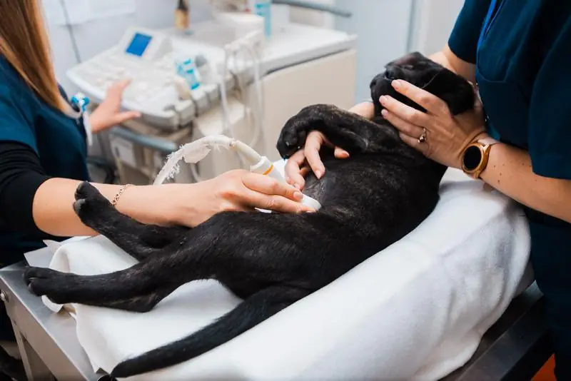 Obstetrică și urologie